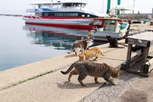 猫がいっぱい！相島