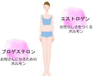 女性ホルモン