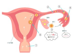 排卵から妊娠成立まで