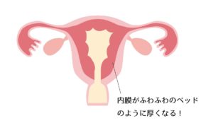 子宮内膜がふかふかのベッドのように厚くなる