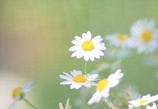 良質な睡眠にオススメのアロマ-カモミールローマン